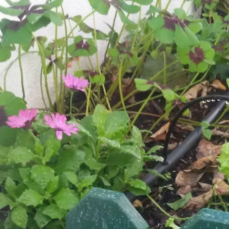 Sunny Orange Garden In