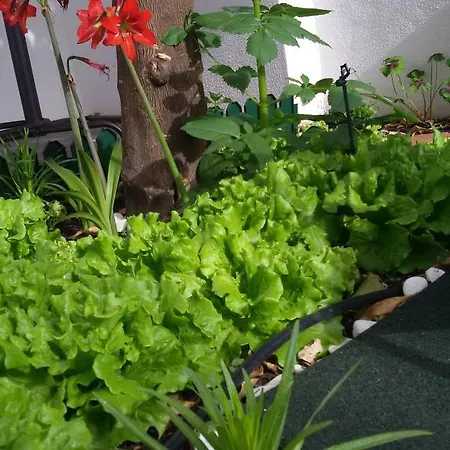 Sunny Orange Garden In