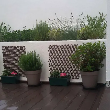 Sunny Orange Garden In ליסבון